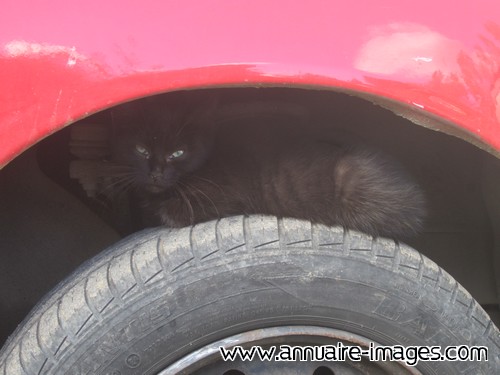 Chat noir sous passage de roue