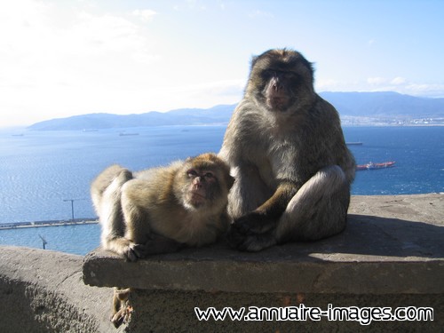 Deux singes de Gibraltar