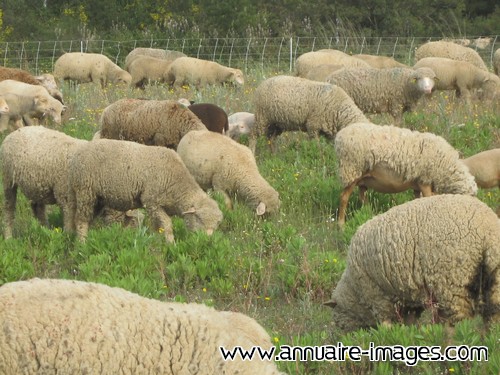 Moutons en troupeau