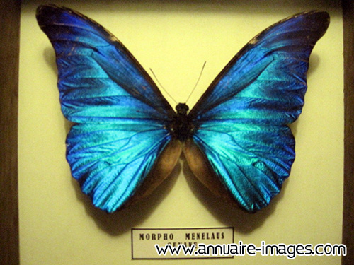 Papillon bleu morpho de Guyane