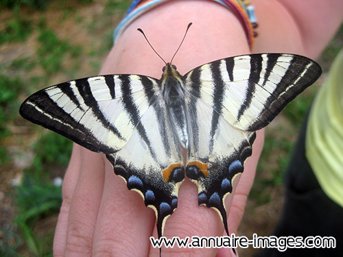 Papillon noir et blanc aux ailes ouvertes