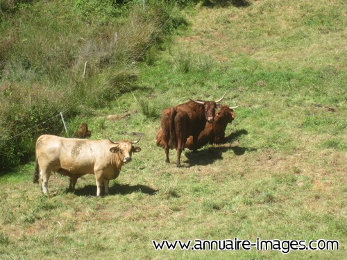 Vaches de Chaspinhac en paturage en Haute Loire