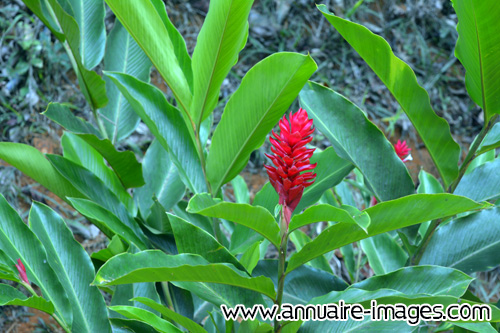 Alpinia, fleur  rouge à Ilheus au Brésil