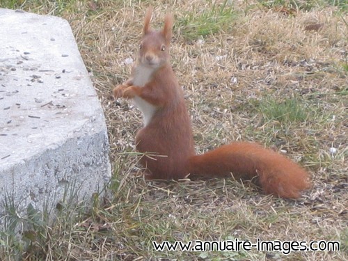 Petit écureuil roux assis de Savoie