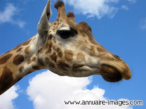 Tête de girafe de profil