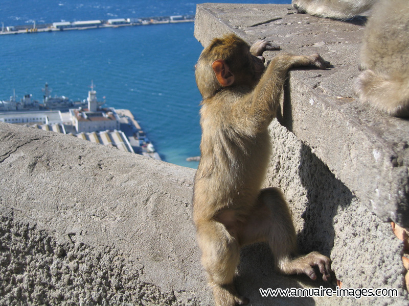 Jeune singe, macaque berbère de Gibraltar 
