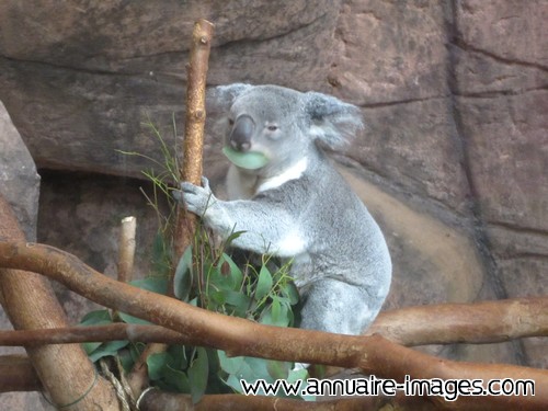 Koala perché