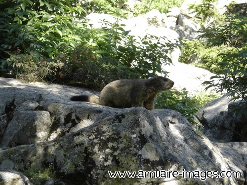Marmotte sur un rocher.
