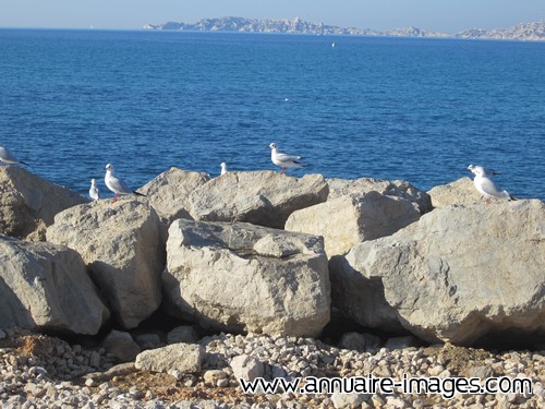 Mouettes sur les rochers du bord de mer méditerranée