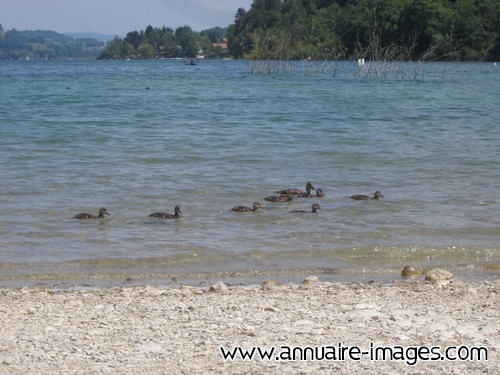 Canards se suivant sur un lac