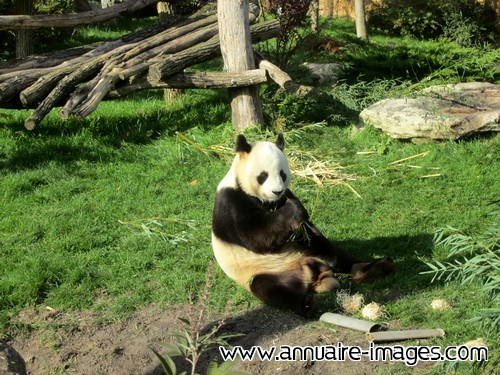 Repas végétal de panda
