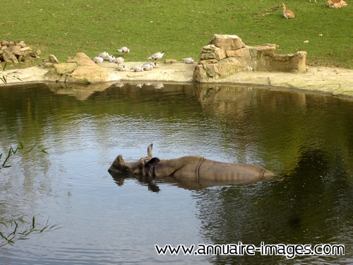 Rhinocéros indien dans l'eau