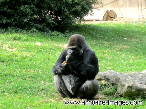 Gorille en position assise