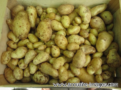 Pommes de terre nouvelles en vrac