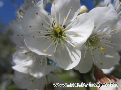 Fleur blanche de pommier