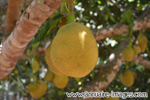 Jackfruit du Jacquier à Ilheus au Brésil